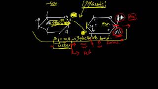 CHO chemistry lec5 DR Mahmoud Ettaweel Disaccharides الكاربوهيدرات محاضرة 5 د الطويل [upl. by Nicolella21]