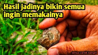 Mantan makhluk hidup ratusan ribu tahun yg lalu Amonite golden batu akik mewah saksi bisu dunia [upl. by Tamas]