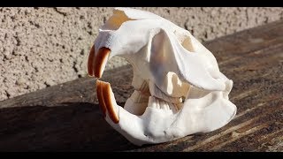 HOW TO CLEAN A BEAVER SKULL IN A CROCK POT [upl. by Garfinkel]