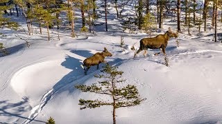 Spectacular drone video of MOOSE in deep snow [upl. by Eicaj]