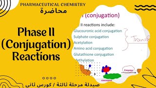 عضوية وزاري  شرح مهم خاص ب phase 2 II metabolism [upl. by Derwood]