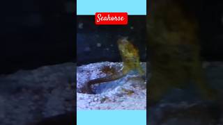 Seahorse shortvideos  seahorse  aquatic ambience [upl. by Brost]