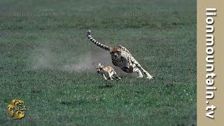 Cheetah 🐱 high speed Gazelle hunt  CLASSIC WILDLIFE [upl. by Dulciana716]