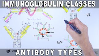 Immunoglobulin Isotypes  Antibody Classes [upl. by Akinar]