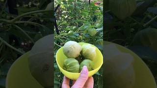 tomatillo kweken voor salsaverde [upl. by Candyce296]