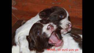 SPRINGER SPANIEL KALLISTON HELLAS ΜΩΡΑ ΤΗΣ PENNY wmv [upl. by Akkim]