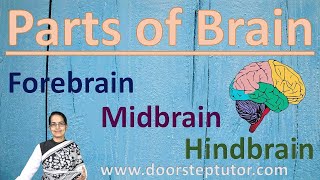 Parts of Brain Forebrain Midbrain Hindbrain  Human Anatomy  NEET  NSO  NTSE [upl. by Odlonra345]