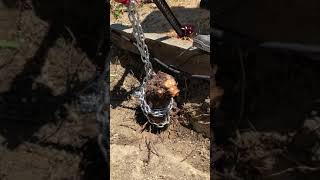 Rose bush removal using a farm jack [upl. by Martens615]