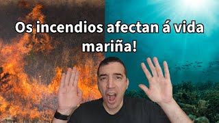 Os incendios 🔥 afectan á vida mariña 🌊 ciencia en galego 🇪🇸 subtitulado [upl. by Nalrah567]