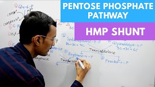 HMP Shunt Pentose phosphate pathway شرح بالعربي [upl. by Adahsar]