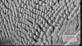 Geckskin fortissimo e riusabile ladesivo biomimetico ispirato al gecomp4 [upl. by Asilav]