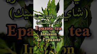 شاي الأثينة العطرية أو المخينزةMexican teaJesuits teaEpazote teaInfusion de lépazoteshorts [upl. by Naimad526]