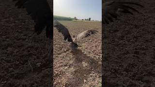 Vulture attack kr ky ud Gia minizoo pets minivlogs vulture [upl. by Yahsan]