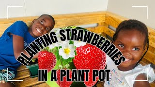 Planting strawberries  the kids are excited for this [upl. by Way]