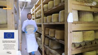 Agrinet  Dal cuore dei Monti Sicani il pecorino siciliano che ci riporta ad Omero [upl. by Einreb]