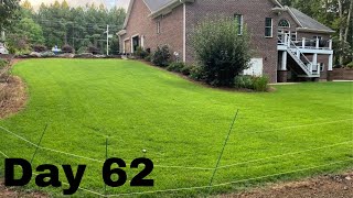 Seed Renovation Update  Seeded Zenith Zoysia  62 Day Update [upl. by Schubert178]