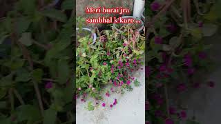 Gomphrena plant garden gardening tulsi comedy love shayari funny garden [upl. by Yllime]