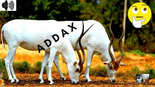 ADDAX  NASOMACULATUS  WHITE ANTELOPE  SCREW WORM ANTELOPE  SAHARA DESERT TRIZZLER [upl. by Summons]