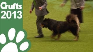 Group Judging Working and Presentation  Crufts 2013 [upl. by Jasmin]