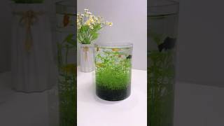 🥰🌺Make Good Hobbies minifishtank microlandscape fish waterlife aquaristic subscribe trending [upl. by Ruscher]