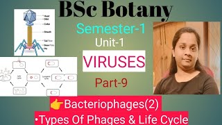 BSc Botany🌱 Semester1 Unit1 VIRUS Types amp Life Cycle of Bacteriophage Part9 Lucknow University [upl. by Aehsa]