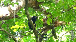 GoldenHanded or Midas Tamarin Saguinus midas French Guiana [upl. by Suivart]