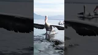 Pelican Beautiful landing on the water wildlife viral birds pelicans shorts [upl. by Ojyllek]