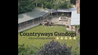 Countryways Gundogs [upl. by Tekla187]