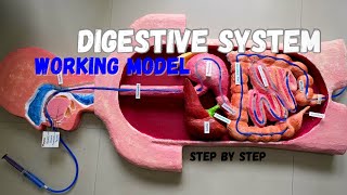 Human digestive system working model part 2 science biology model NakulSahuArt [upl. by Akinot]