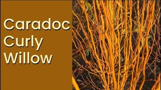 Caradoc Curly Willow  A Great Willow for Living Fences [upl. by Nnalatsyrc872]