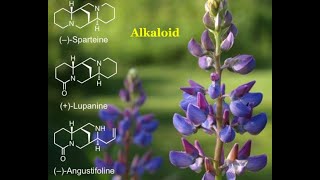 Alkaloids  Chemical compounds [upl. by Livesay467]