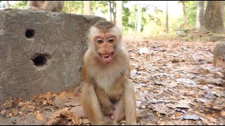 Abandoned boy Baly cry shaking body nearby stone wait mom come feed milk [upl. by Saleme]