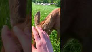 A man saved a baby moose from aggressive bear moose short [upl. by Araihc]