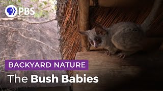 Bush Baby Tenants  Backyard Nature [upl. by Photina]