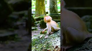 Best shorts video about newborn baby monkey in Sovana family 131 [upl. by Rehctaht]