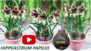 LOS CUIDADOS Y CARACTERISTICAS DE HIPPEASTRUM PAPILIO [upl. by Rellia]