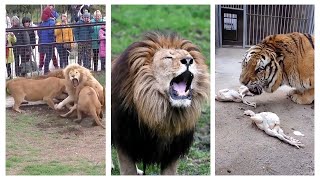 Lion VS Tiger  Tiger Vs Lion Comparison Hd 2022 Video  PITDOG tiktok 1 [upl. by Noyar160]