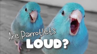 Are Parrotlets LOUD Parrot Talking Sounds Forpus Bird Parrotlets As Pets ฟอพัส [upl. by Ahsas]