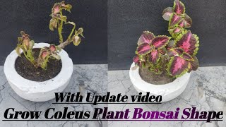 Grow Coleus Plant Bonsai shape in small Pot  Coleus Bonsai Shape  Coleus Plant [upl. by Mavilia604]