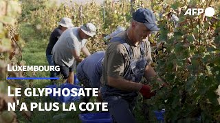 Luxembourg le glyphosate na plus la cote  AFP [upl. by Humfrid]