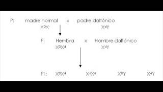 Problemas de genética  Herencia ligada al sexo Daltonismo [upl. by Newmark]