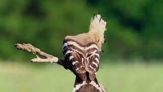 Discover the Majestic African Hoopoe [upl. by Edasalof]