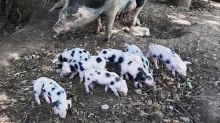 Bunte Bentheimer Schweine und Ferkel dazu gezeigt von PapaE [upl. by Shellans773]