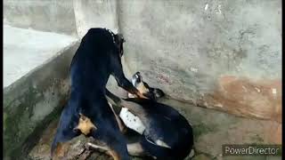 Doberman Real Fight On ones hurts they both are mine pets [upl. by Ximenes]