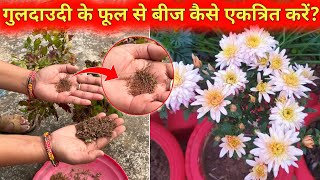 गुलदाउदी के फूल से बीज कैसे एकत्रित करें  Guldaudi Seeds Collection  Padha Seeds Se Kaise Lagaye [upl. by Redwine67]