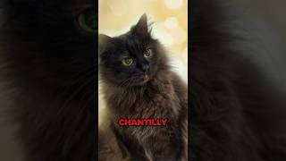 The Truth about ChantillyTiffany cats shorts cat catloversworld [upl. by Ashbey]