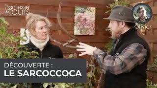 Découverte  le sarcococca [upl. by Lam]