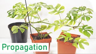 How To Propagate Raphidiphora Tetrasperma Multiple Methods [upl. by Rand219]