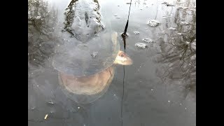 SNOEKEN MET DOOD AAS IN DE POLDER deel 2 [upl. by Enytsirk]