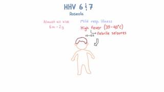 HHV 6 and 7  Roseloa [upl. by Tarsuss]